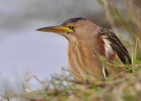 Bukacek maly 5425